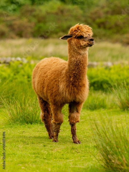 Obraz Cute brown alpaca portrait standing surrounded by green meadows.