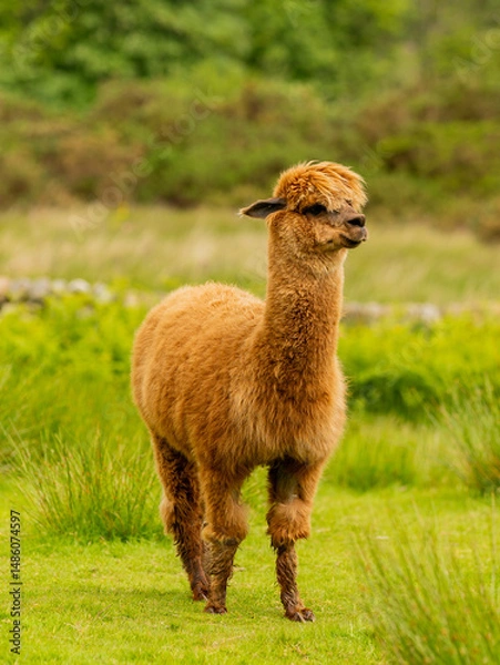 Obraz Cute brown alpaca portrait standing surrounded by green meadows.