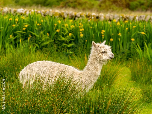 Obraz Creamy colour alpaca standing in the meadow surrounded by hills and trees. Freely grazing animal enjoying the weather and looking around. Alpacas are known for animal-assisted therapy or pet therapy