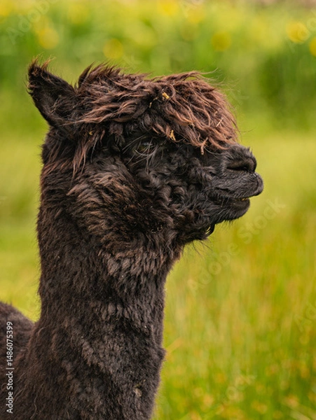 Obraz Dark brown alpaca standing chocolate brown alpaca surrounded by vast greenery of a Galloway landscape