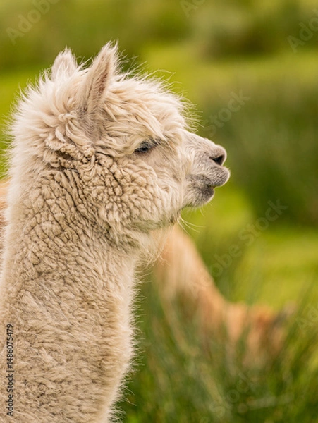 Fototapeta Creamy colour alpaca standing in the meadow surrounded by hills and trees. Freely grazing animal enjoying the weather and looking around. Alpacas are known for animal-assisted therapy or pet therapy
