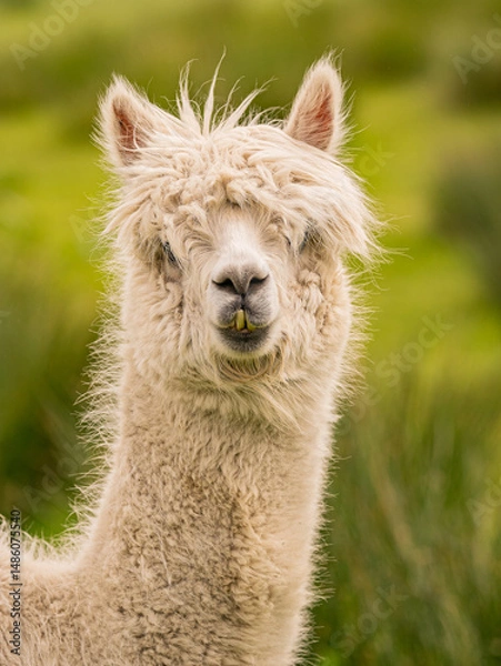 Obraz Closeup portrait of adorable white alpaca during a daily graze in Scottish Galloway hills. Beautiful furry animal on bright blurry green and flowery background.