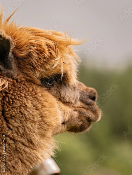 Obraz Cute brown alpaca portrait standing surrounded by green meadows.