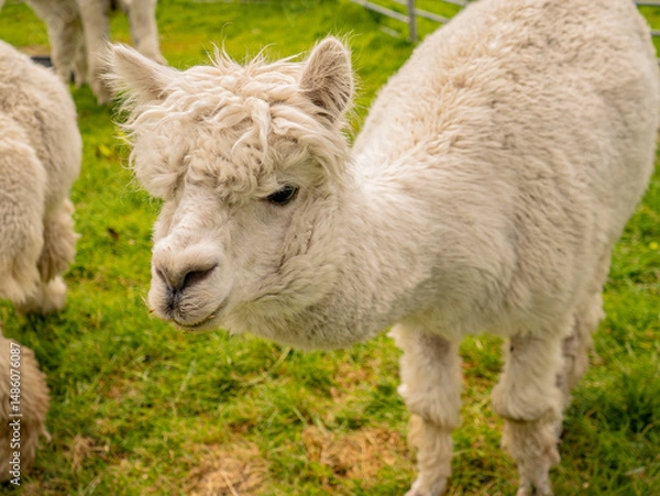 Obraz Closeup portrait of adorable white alpaca during a daily graze in Scottish Galloway hills. Beautiful furry animal on bright blurry green and flowery background.