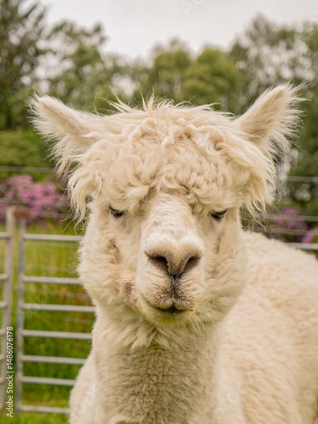 Obraz Closeup portrait of adorable white alpaca during a daily graze in Scottish Galloway hills. Beautiful furry animal on bright blurry green and flowery background.