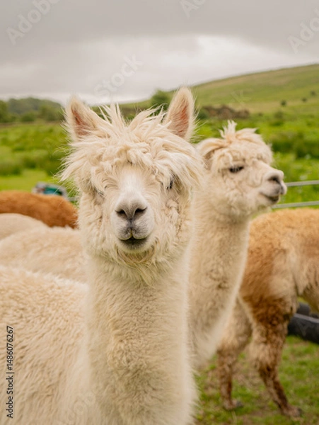 Obraz Group of various colours alpacas standing together in the outdoor enclosure surrounded by lovely landscape enjoying the nice weather. Alpacas are known for animal-assisted therapy or pet therapy.