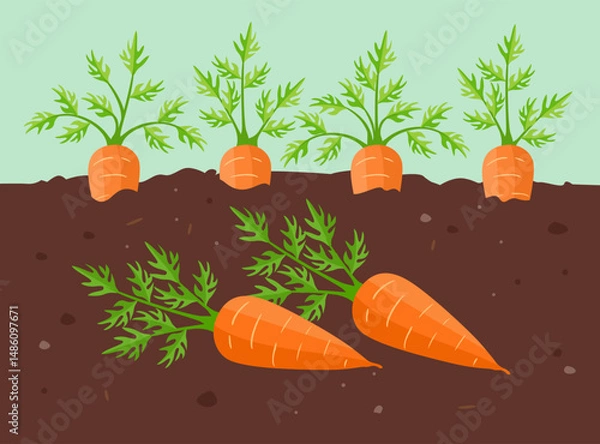 Fototapeta Fresh carrots grown in the garden. Farm vegetables harvest. Vector cartoon flat illustration.