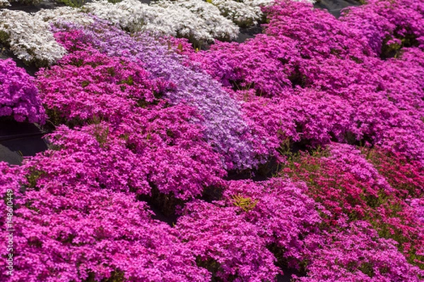 Fototapeta 大道理の芝桜