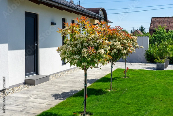 Fototapeta A picturesque view of blooming trees neatly aligned on a manicured lawn, surrounded by clear blue skies and modern architecture, radiating tranquility and harmony in nature