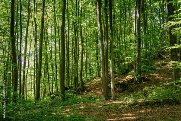 Obraz green forest