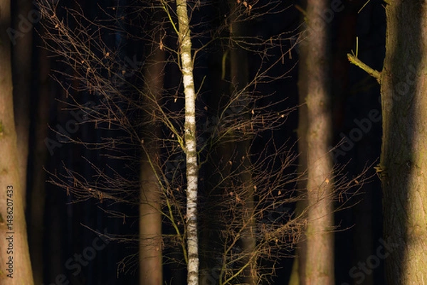 Fototapeta tree in the forest