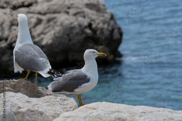 Obraz seagull on the beach
