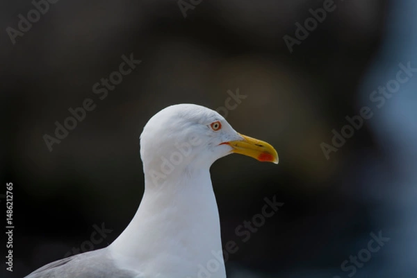 Obraz close up of a seagull