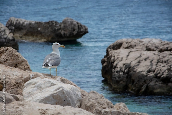 Obraz seagull on rock
