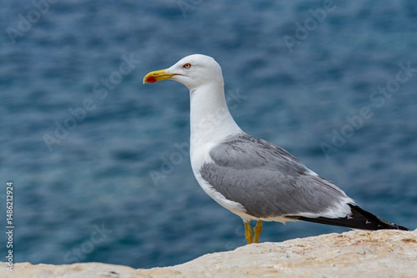 Obraz seagull on the beach