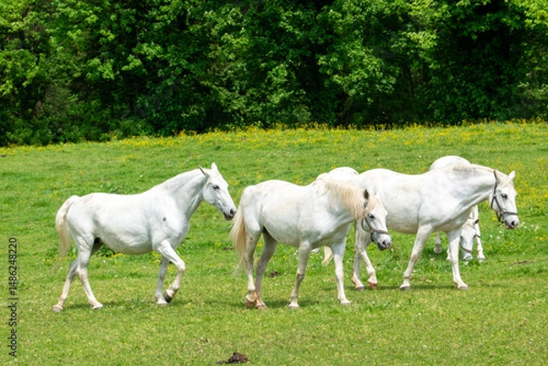 Obraz Herd of Lipizzaner horses in action