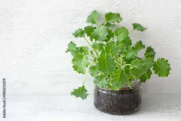 Obraz Close-up of a mini kale plant growing in a glass jar filled with soil against a textured white background, concepts of home gardening, organic produce, and healthy eating