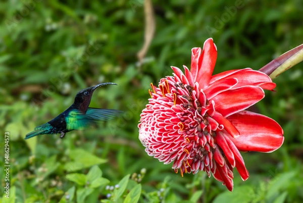 Obraz Purple Throated Hummingbird feeds of a Torch Ginger flower in Martinique, France against a blurred background