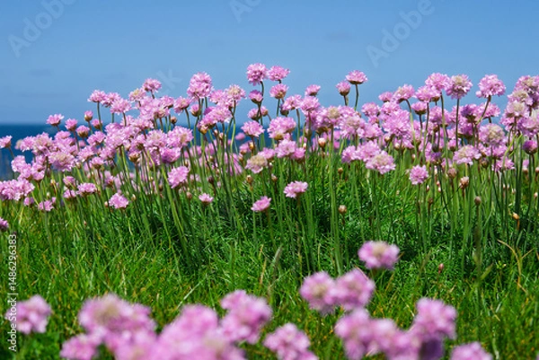 Obraz Armérie maritime