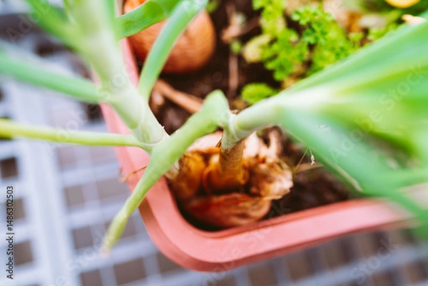 Fototapeta green salad onions and parsley in flower box on balcony