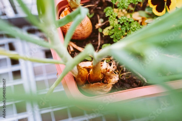 Fototapeta green salad onions and parsley in flower box on balcony