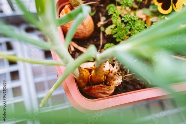 Fototapeta green salad onions and parsley in flower box on balcony