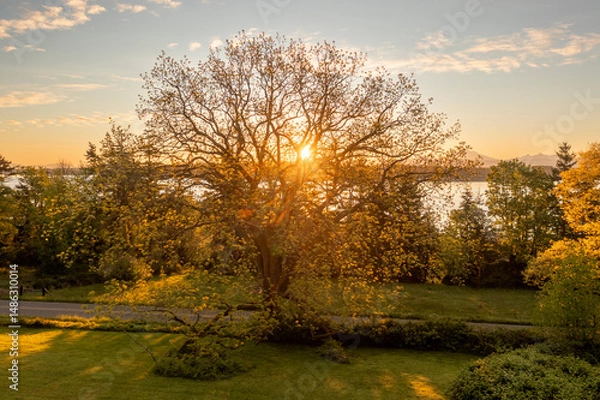 Obraz Historic Black Walnut Tree planted by Frederick Lane in the 1800's as an early settler to Lummi Island. Sunrise aerial view of this huge tree during it's early spring growth spurt.