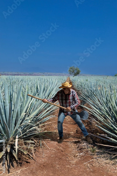 Fototapeta Jimador man working the field of  agave industry