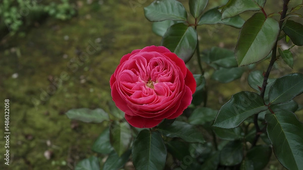 Fototapeta Vibrant rose with lush red petals and dark green leaves, natural subdued tones, no extra lighting or gloss in fine art photography

