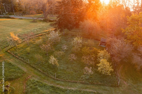 Obraz Aerial springtime view of an apple orchard with blossoming apple trees. Beautiful morning light illuminates this orchard as spring takes over with a promise of a bountiful apple harvest.