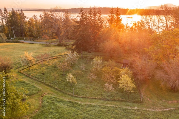 Obraz Aerial springtime view of an apple orchard with blossoming apple trees. Beautiful morning light illuminates this orchard as spring takes over with a promise of a bountiful apple harvest.