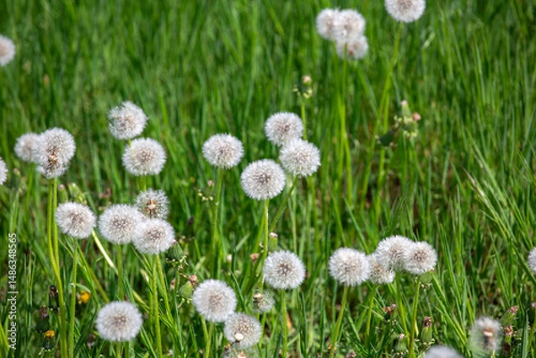 Obraz Fluffy white balls of dandelions, called cloks, in a green spring meadow, beauty of nature