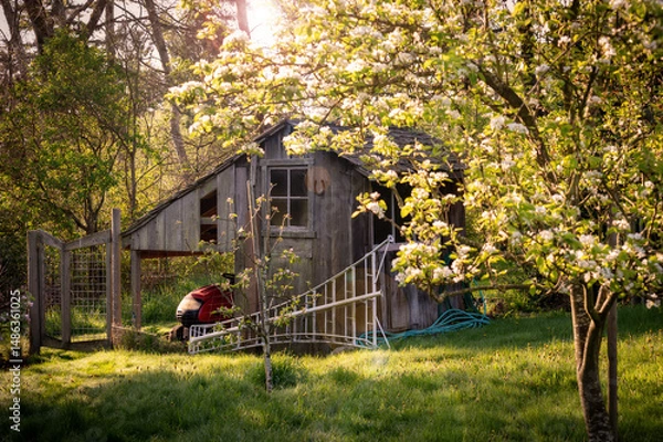 Obraz Garden Shed enveloped in morning light during springtime.  Spring signals time to start working in the garden and breaking out the tools for cultivation located inside the shed.