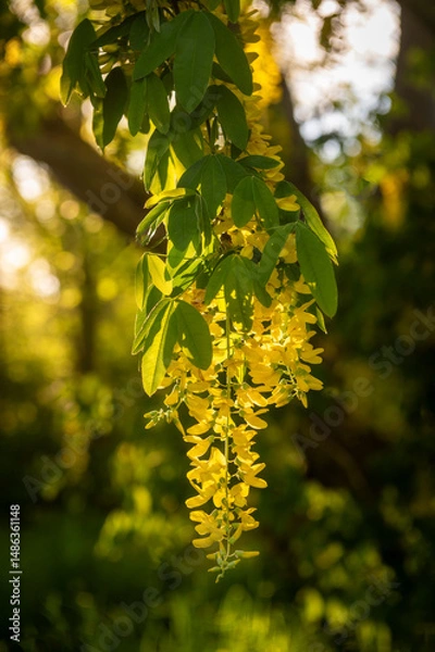 Obraz Beautiful golden chain tree blossoms.  The golden chain tree, also called laburnum, is a beautiful plant that blooms 10 to 20-inch long racemes of fragrant, yellow, wisteria-like flower.