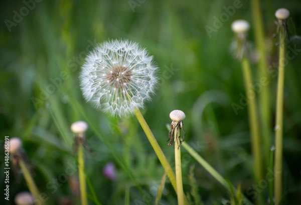Obraz Dandelion blooming in a field during springtime growth period. It's also edible. Characterized by its yellow flower heads that transform into round, seed-filled "clocks" or "blowballs". 
