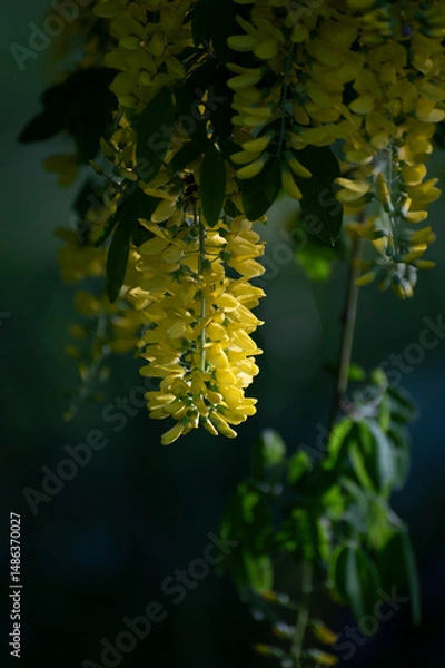 Obraz Beautiful golden chain tree blossoms.  The golden chain tree, also called laburnum, is a beautiful plant that blooms 10 to 20-inch long racemes of fragrant, yellow, wisteria-like flower.