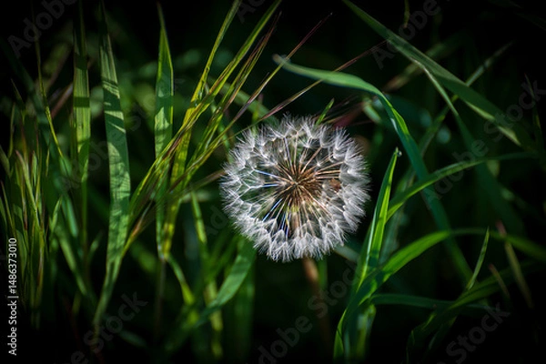Obraz Dandelion blooming in a field during springtime growth period.  It's also edible. Characterized by its yellow flower heads that transform into round, seed-filled "clocks" or "blowballs". 