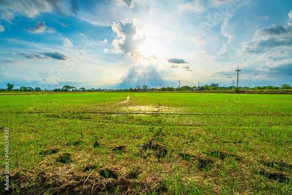 Obraz Scenic view landscape of Rice field green grass with field cornfield or in Asia country agriculture harvest with fluffy clouds blue sky sunset evening background.