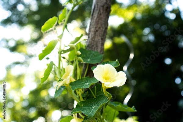 Fototapeta Yellow nasturtium ‘Milkmaid’ (Tropaeolum majus) climbing up a rustic wooden support in a vegetable or herb garden. A lush, flowering edible plant growing vertically in full sun.
