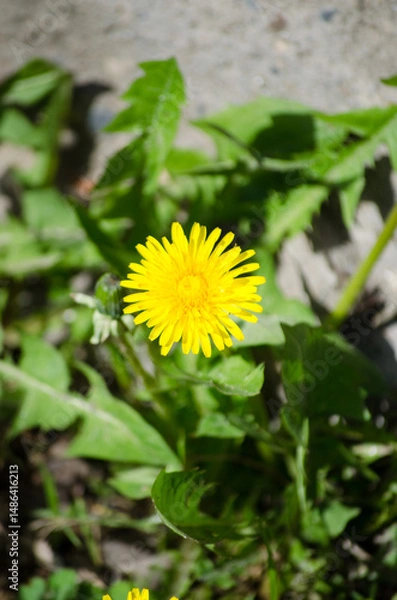 Fototapeta Dandelion