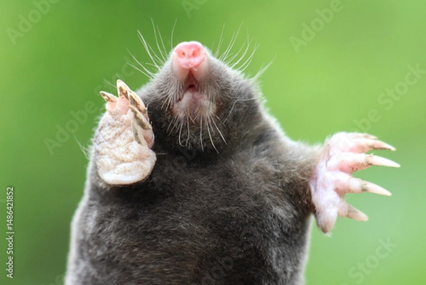 Fototapeta Part of the body of a mole (Talpa europaea)