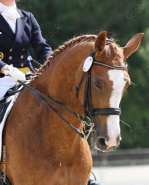 Obraz Dressurreiterin