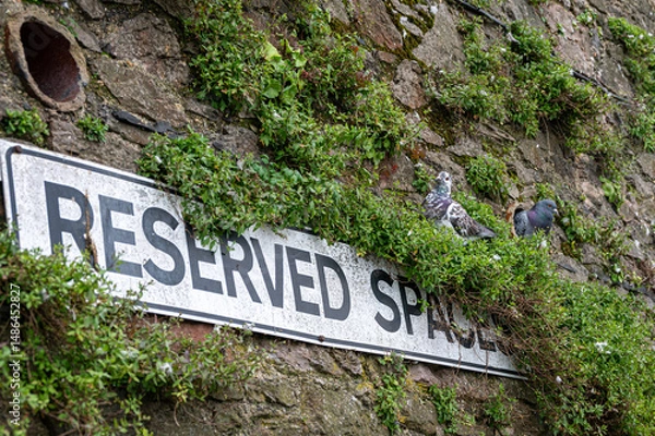 Obraz Feral pigeon, columba livia, nesting inside water drainage tube, Brixham, Devon