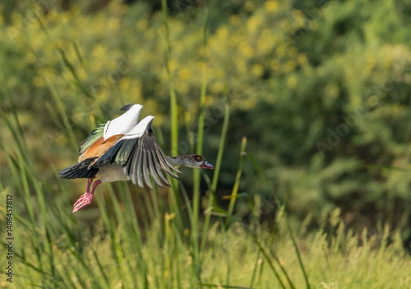 Obraz Single Egyptian goose taking off or about to land in the waters of the Nile River in Aswan Egypt