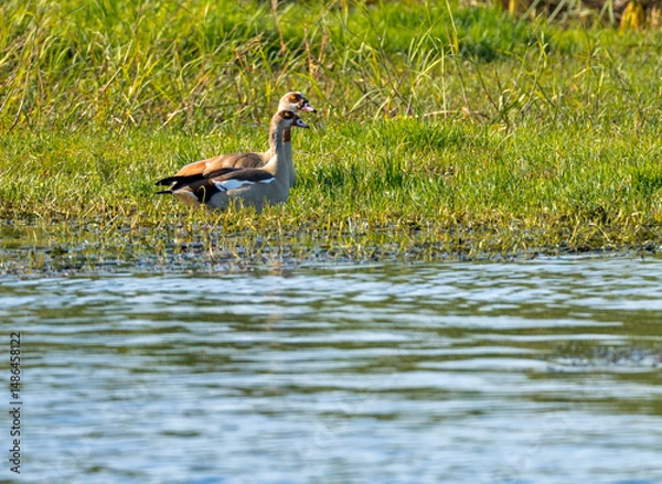 Obraz Pair of Egyptian geese sitting in the grass by the calm waters of the Nile River in Aswan Egypt