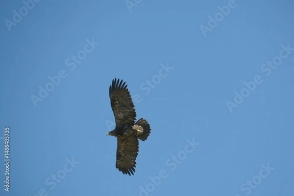 Obraz steppe eagle soaring in the sky