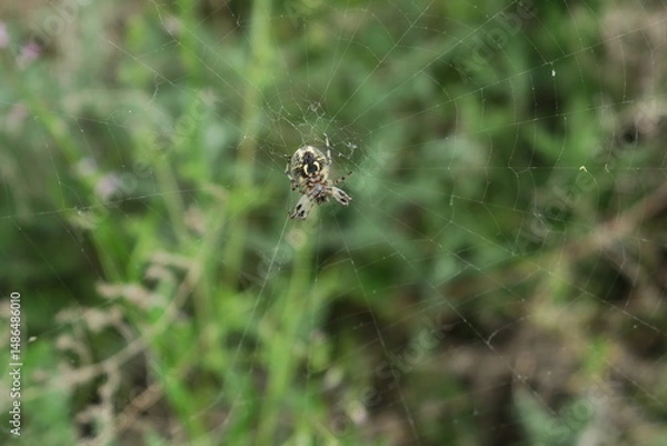 Obraz Araneus in the net