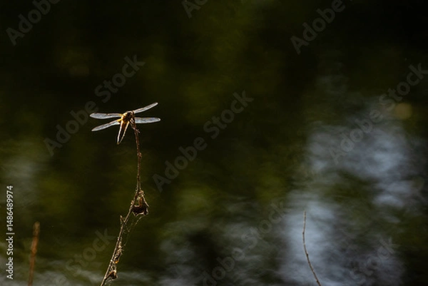 Obraz Libellen im Frühling