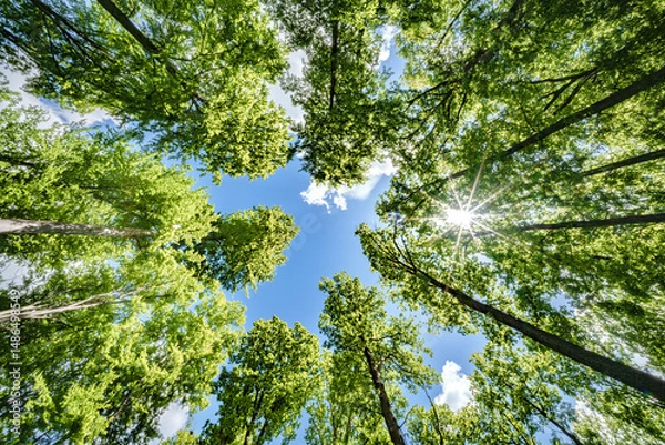 Fototapeta A Lush Forest Canopy with a Bright Sky and Dazzling Sunlight Filtering Through the Leaves