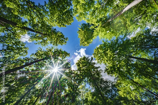 Fototapeta A Lush Forest Canopy with a Bright Sky and Dazzling Sunlight Filtering Through the Leaves